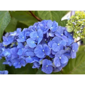   Kerti hortenzia - Hydrangea macrophylla "Endless Summer Bloomstar Blue"