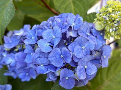 Kerti hortenzia - Hydrangea macrophylla "Endless Summer Bloomstar Blue"