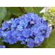 Kerti hortenzia - Hydrangea macrophylla "Endless Summer Bloomstar Blue"