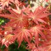 Japán juhar - Acer palmatum "Brown Sugar"