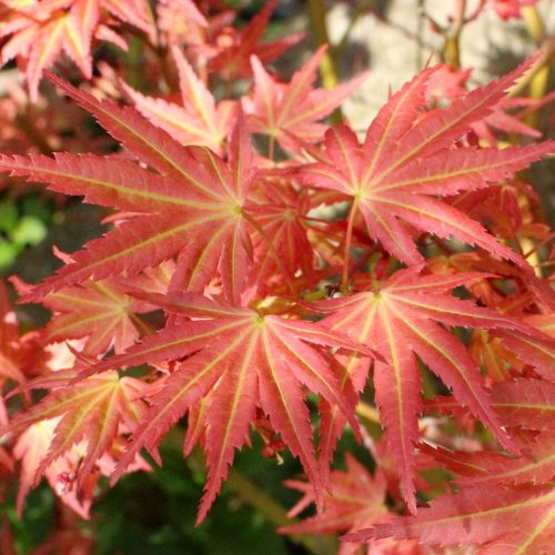 Japán juhar - Acer palmatum "Brown Sugar"