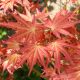 Japán juhar - Acer palmatum "Brown Sugar"