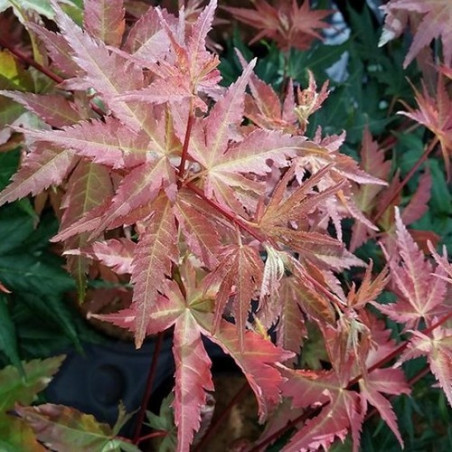 Japán juhar - Acer palmatum "Brown Sugar"