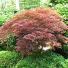 Japán juhar - Acer palmatum "Brown Sugar"