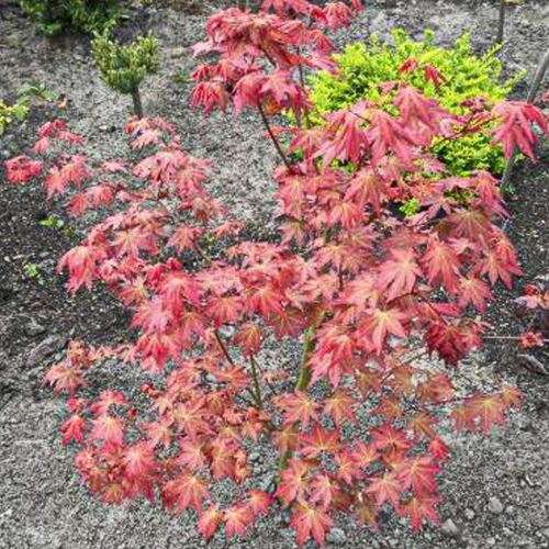 Japán juhar - Acer palmatum "Brown Sugar"