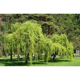 Csavart fűz - Salix Babylonica 'Tortuosa' P12
