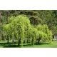 Csavart fűz - Salix Babylonica 'Tortuosa' P12