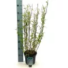 Csavart fűz - Salix Babylonica 'Tortuosa' P12