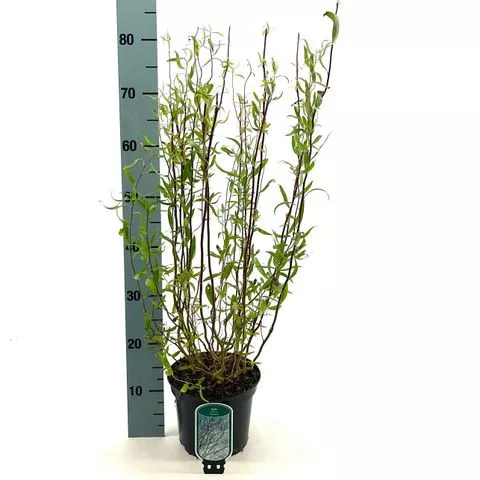 Csavart fűz - Salix Babylonica 'Tortuosa' P12