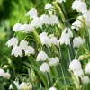 Nyári tőzike - Leucojum aestivum Cs12