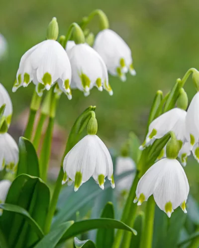 Nyári tőzike - Leucojum aestivum Cs12