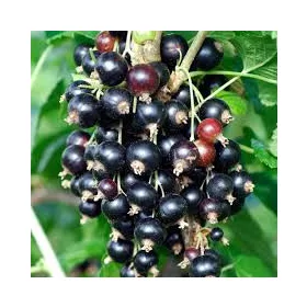 Fekete ribizli - Ribes nigrum "Titania" 