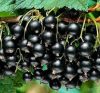 Fekete ribizli - Ribes nigrum "Titania" 