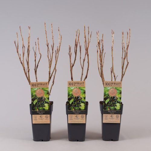 Fekete ribizli - Ribes nigrum "Titania" 