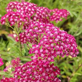 Cickafark - Achillea Millefolium "Summerwine"