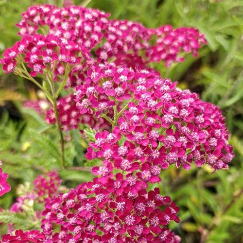 Cickafark - Achillea Millefolium "Summerwine"