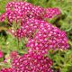 Cickafark - Achillea Millefolium "Summerwine"