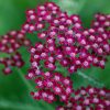 Cickafark - Achillea Millefolium "Summerwine"