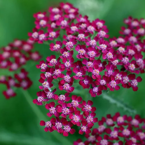 Cickafark - Achillea Millefolium "Summerwine"