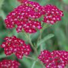 Cickafark - Achillea Millefolium "Summerwine"