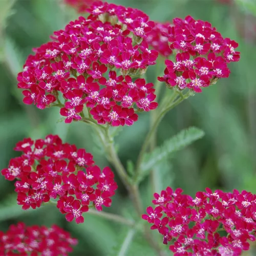 Cickafark - Achillea Millefolium "Summerwine"