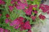 Cickafark - Achillea Millefolium "Summerwine"