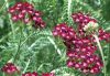 Cickafark - Achillea Millefolium "Summerwine"