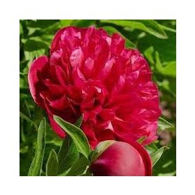   Paeonia Lactiflora - Illatos virágú bazsarózsa - piros - K1