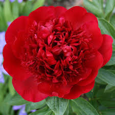 Paeonia Lactiflora - Illatos virágú bazsarózsa - piros - K1