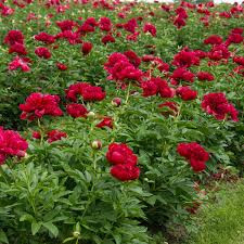 Paeonia Lactiflora - Illatos virágú bazsarózsa - piros - K1