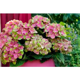   Mágikus Hortenzia - Hydrangea macrophylla "Magical Greenfire" K4