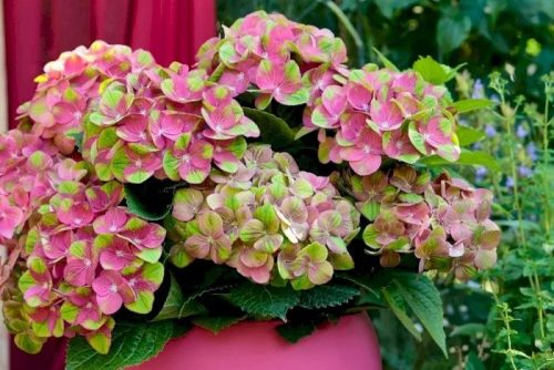 Mágikus Hortenzia - Hydrangea macrophylla "Magical Greenfire" K4