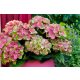 Mágikus Hortenzia - Hydrangea macrophylla "Magical Greenfire" K4