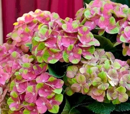 Mágikus Hortenzia - Hydrangea macrophylla "Magical Greenfire" K4