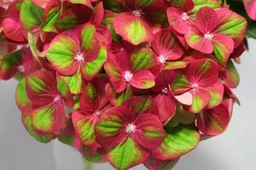 Mágikus Hortenzia - Hydrangea macrophylla "Magical Greenfire" K4