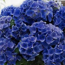 Kerti hortenzia - Hydrangea macrophylla "Music Collectio Blue Boogie Woogie"