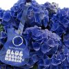 Kerti hortenzia - Hydrangea macrophylla "Music Collectio Blue Boogie Woogie"