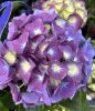 Kerti hortenzia - Hydrangea macrophylla "Music Collectio Blue Boogie Woogie"