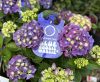 Kerti hortenzia - Hydrangea macrophylla "Music Collectio Blue Boogie Woogie"