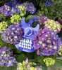 Kerti hortenzia - Hydrangea macrophylla "Music Collectio Blue Boogie Woogie"