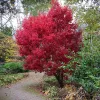Japán juhar - Acer palmatum "Skeeters Broom"
