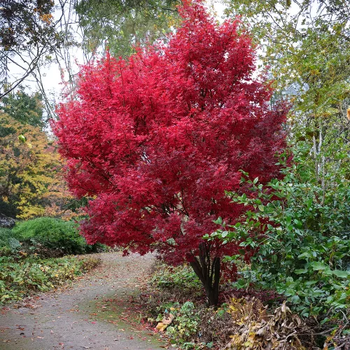 Japán juhar - Acer palmatum "Skeeters Broom"