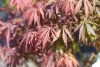 Japán juhar - Acer palmatum "Skeeters Broom"