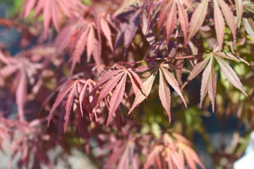 Japán juhar - Acer palmatum "Skeeters Broom"