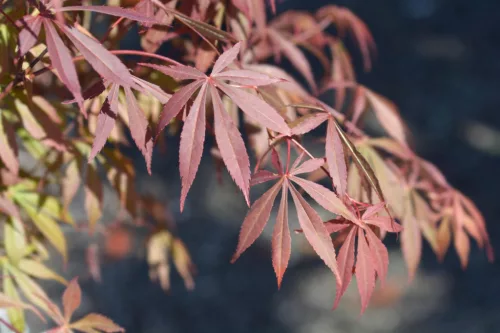 Japán juhar - Acer palmatum "Skeeters Broom"