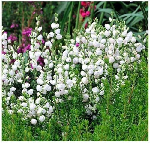 Ír hanga - Deboecia cantabrica "Alba"