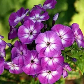   Bugás lángvirág - Phlox paniculata "Early Purple Eye"