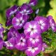 Bugás lángvirág - Phlox paniculata "Early Purple Eye"