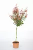 Magastörzsű Japán juhar - Acer palmatum 'Jerre Schwartz' 