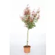 Magastörzsű Japán juhar - Acer palmatum 'Jerre Schwartz' 
